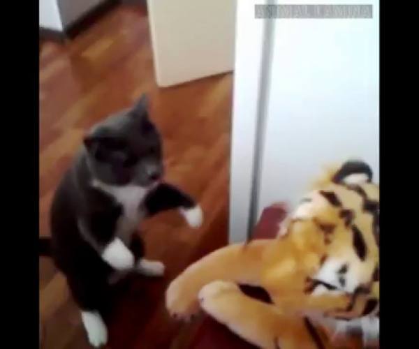 Mačke:: Mačka i plišani tigar