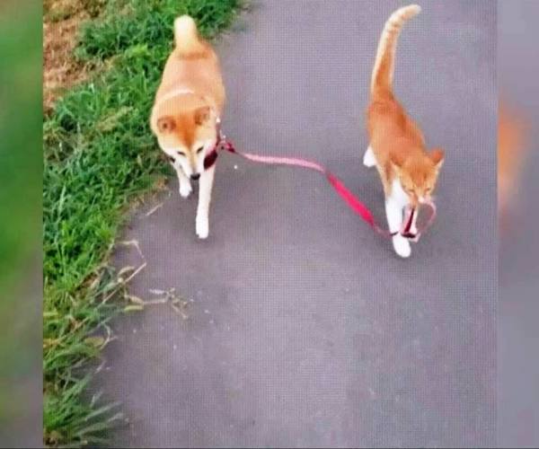 Mačke:: Mačka šeta psa