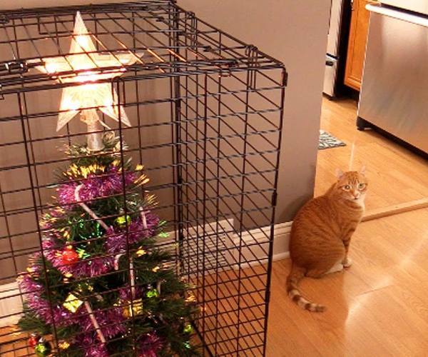 Mačke:: Mačke i novogodišnja jelka