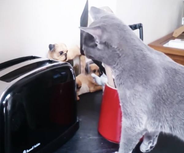 Mačke:: Mačke se plaše tostera