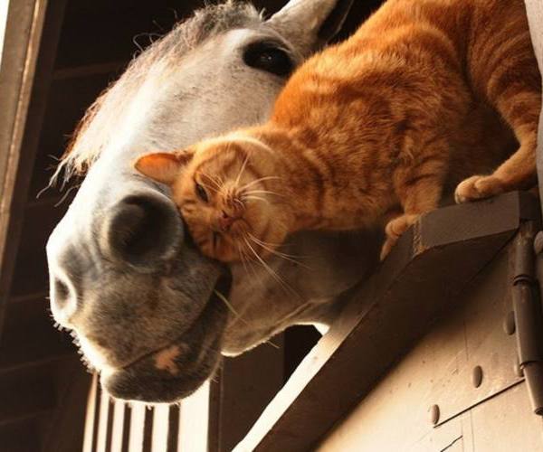 Mačke:: Mačke vole konje
