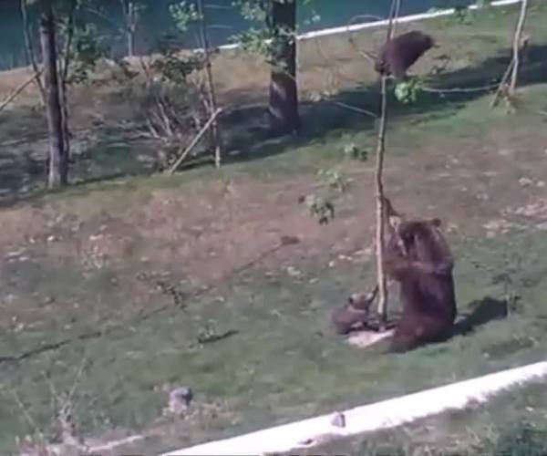Mama medved pomaže mladunčetu