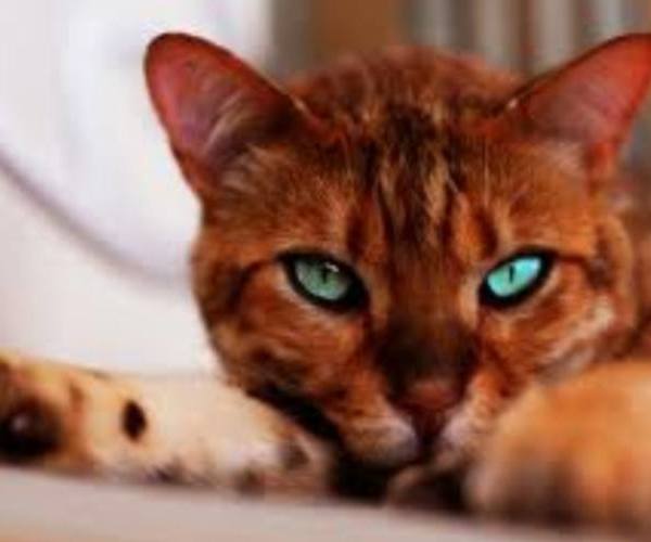 Mačke:: Narandžasta bengalska mačka predivnih plavih očiju