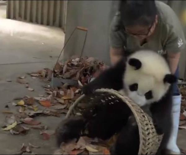Divlje životinje:: Divlje životinje - bebi panda i čuvar ZOO vrta