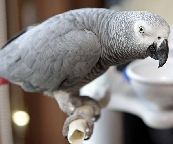 Ptice:: Papagaj Anjštajn peva novu pesmu