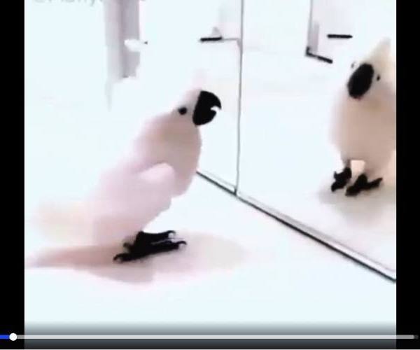 Ptice:: Papagaj peva ispred ogledala