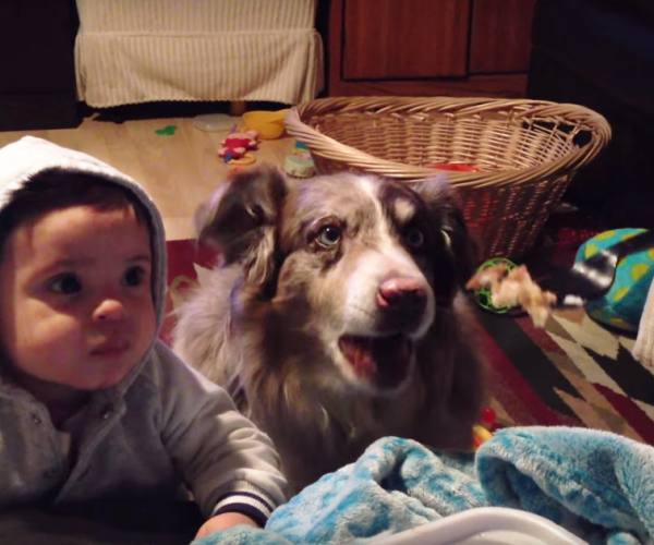 Psi:: Pas pričalica i beba