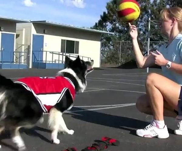 Psi:: Pas igra košarku