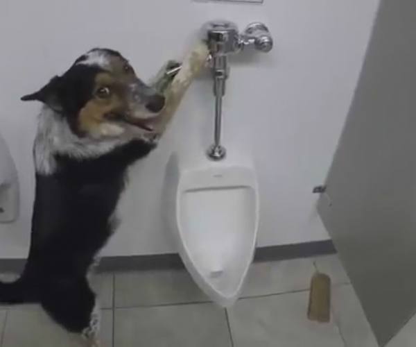Psi:: Pas koristi toalet