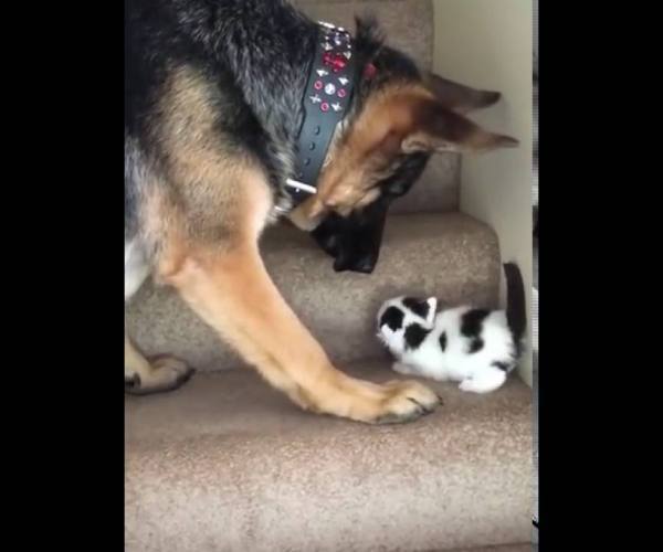 Psi:: Psi i mačke - pas pomaže mačetu