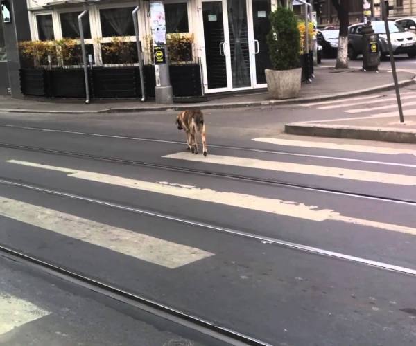 Psi:: Pas prelazi ulicu