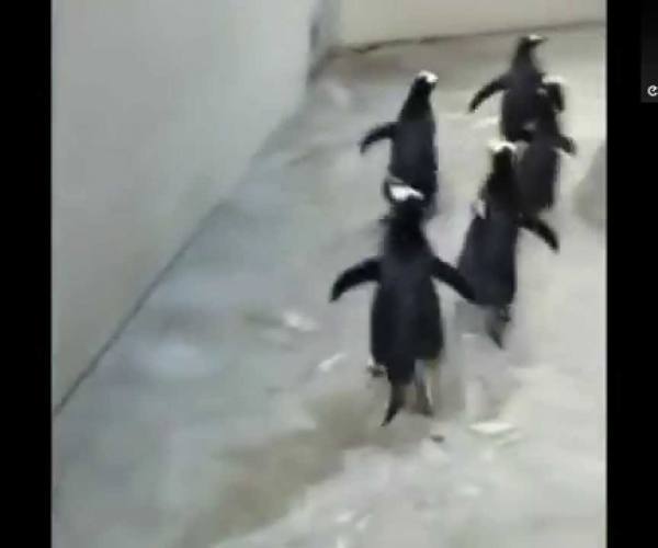 Pingvini beže iz ZOO vrta u Danskoj