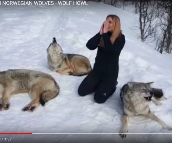 Ples sa vukovima u Norveškoj