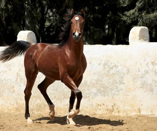 Ostalo:: Prelep arapski konj