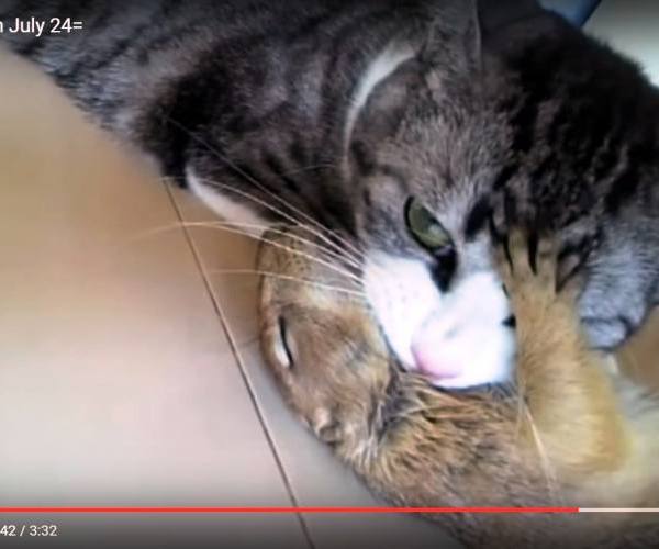 Mačke:: Prerijski pas i mačka