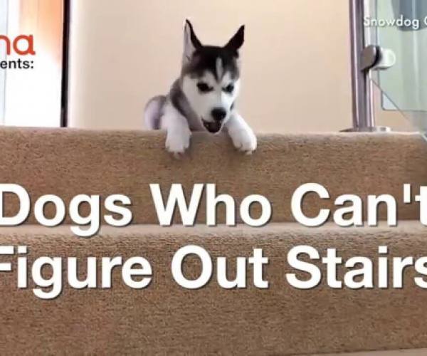 Psi:: Psi koji se plaše stepenica