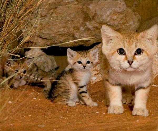 Zanimljivosti - pustinjska mačka sa mačićima