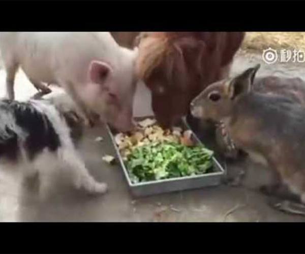Ostalo:: Životinje jedu zajedno